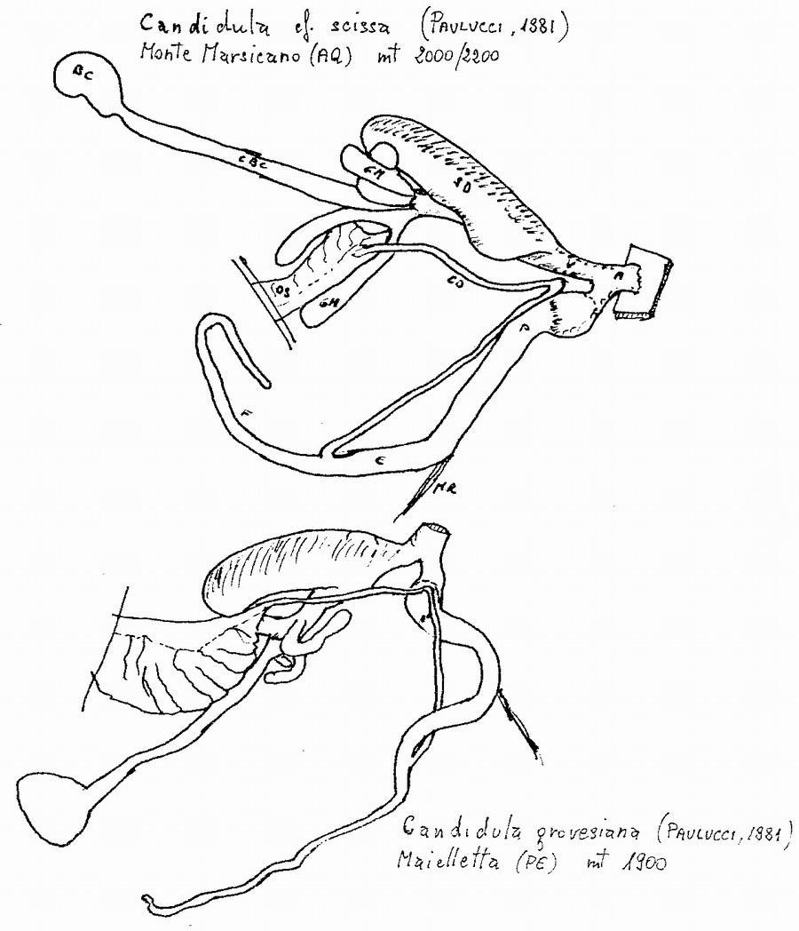 Complex di Candidula grovesiana